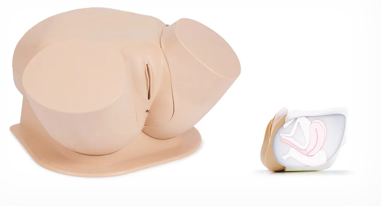 Clinical Female Pelvic Trainer Mk 3 (CFPT) - Standard (Light Skin Tone) (60900)